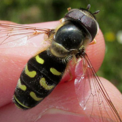 Scaeva selenitica